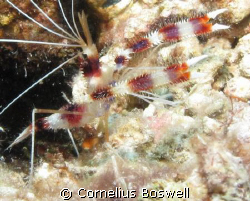 Coral Banded Shrimp. I used a Canon G10 with Ikelite hous... by Cornelius Boswell 